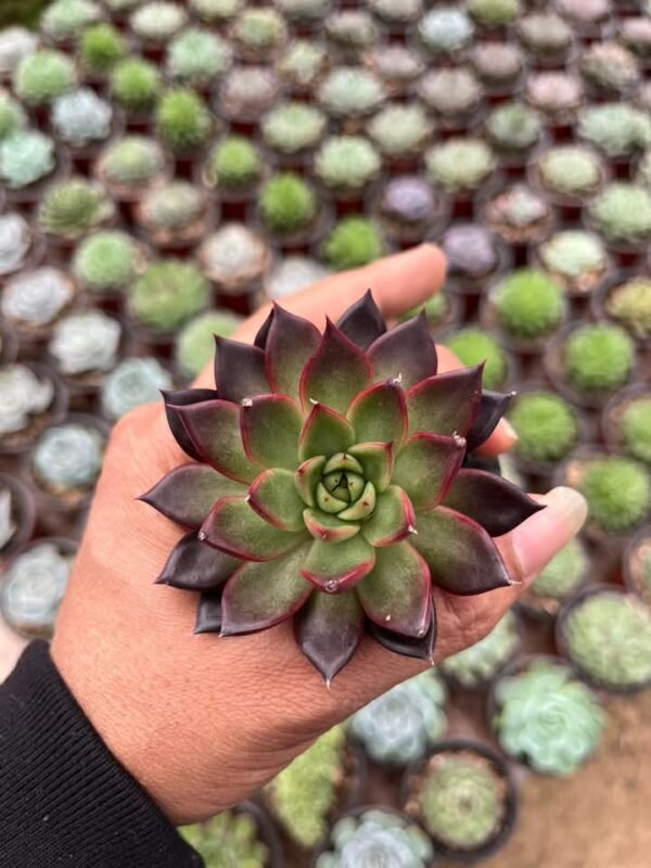 Echiveria roobra