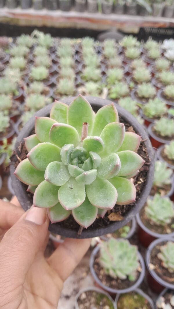 Echiveria green