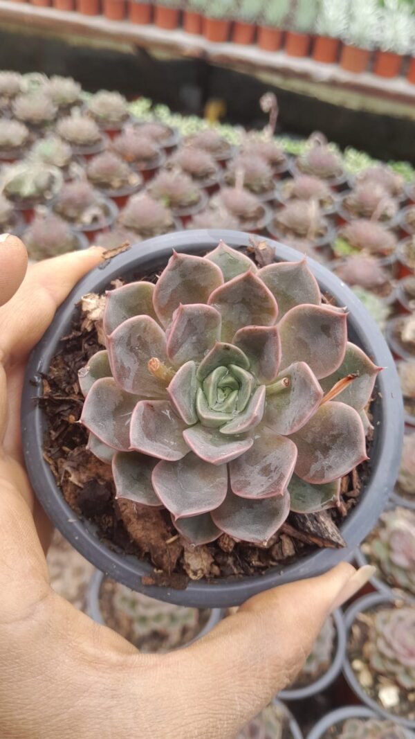 Echiveria purple roman