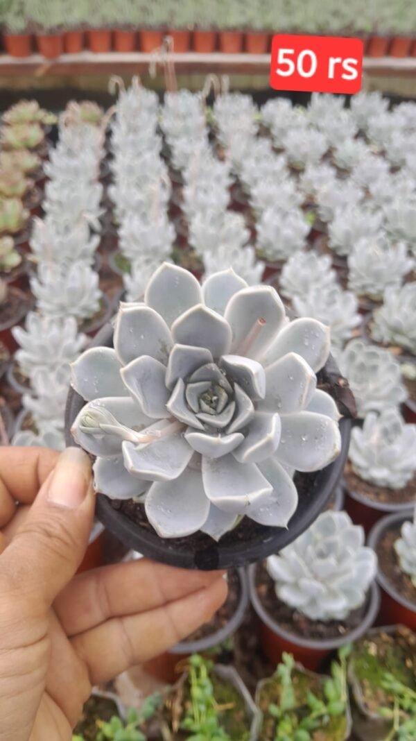 Echiveria tania burger
