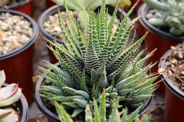 Haworthia zebra full bunch