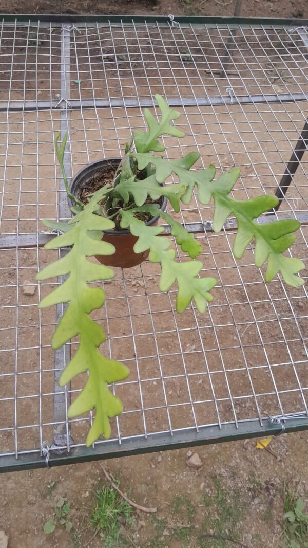 Fish bone cactus full bunch
