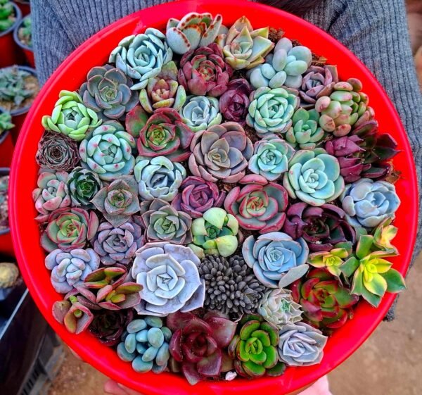 Terrarium Sets combo 42 colourful echiveria
