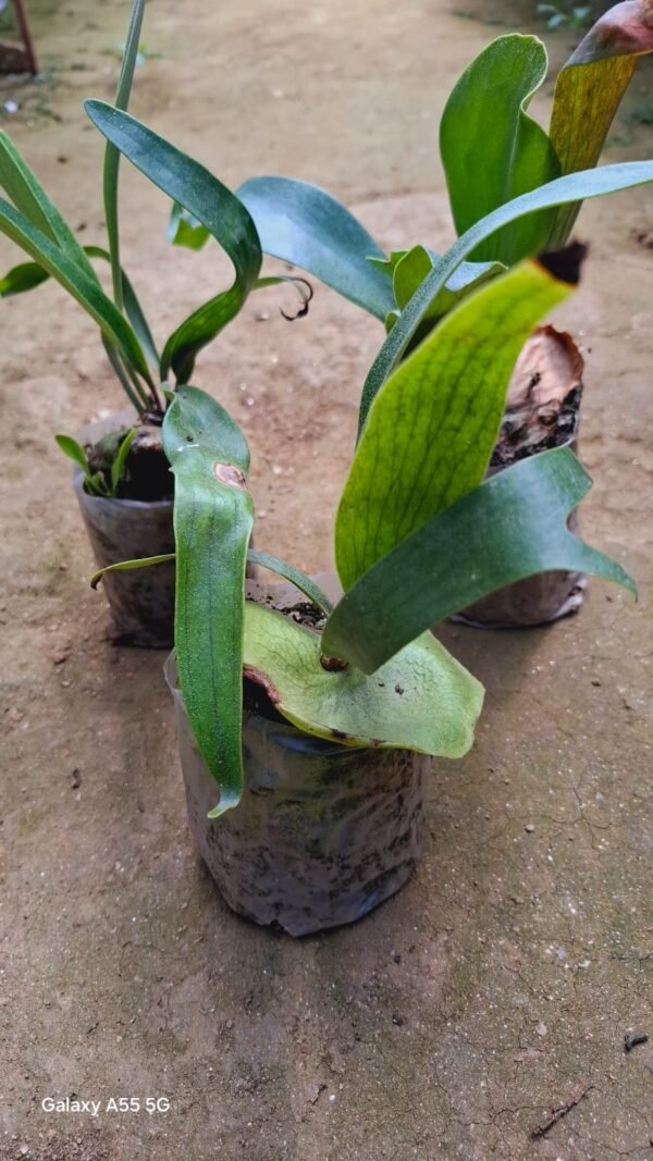 Staghorn fern - Image 2