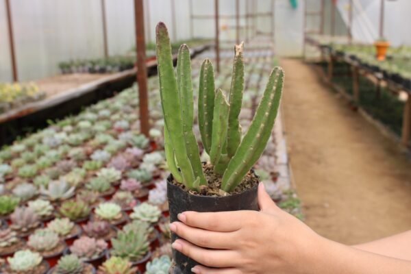 Stapelia - Image 3