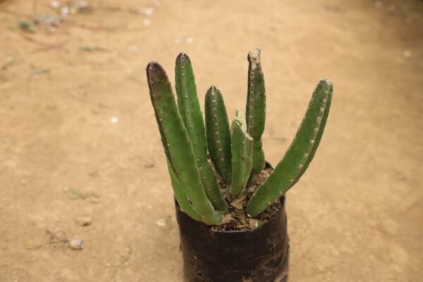 Stapelia