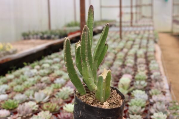 Stapelia - Image 2