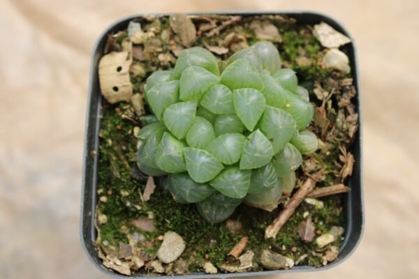 Haworthia Cooperi