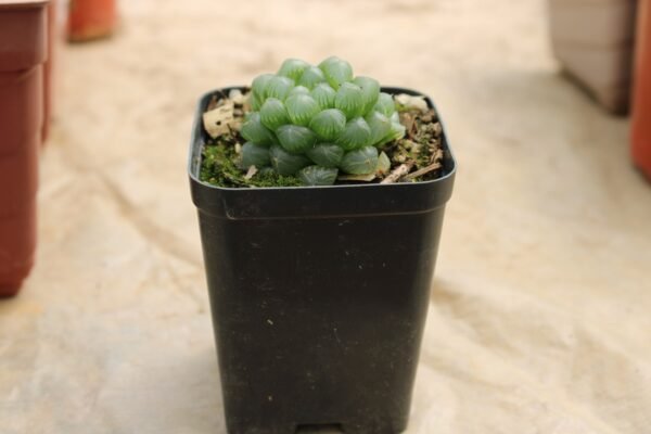 Haworthia Cooperi - Image 2
