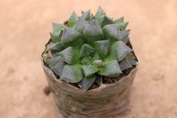 Haworthia Pygmaea