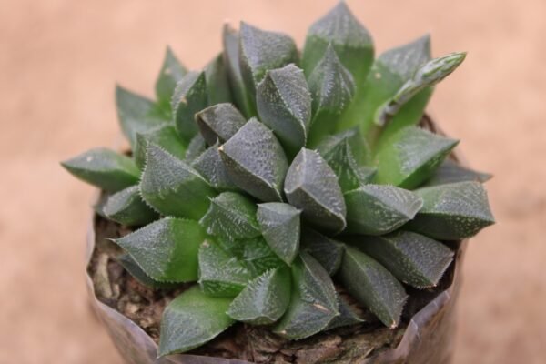 Haworthia Pygmaea - Image 3
