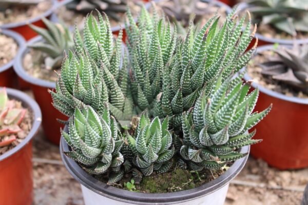 Haworthia Zebra Black - Image 3