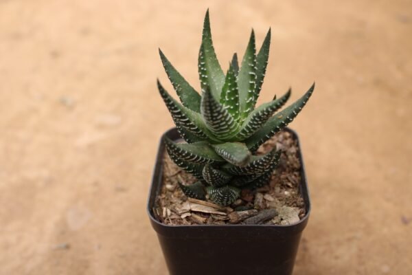 Haworthia Zebra Black