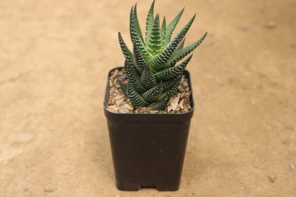 Haworthia Zebra Black - Image 2