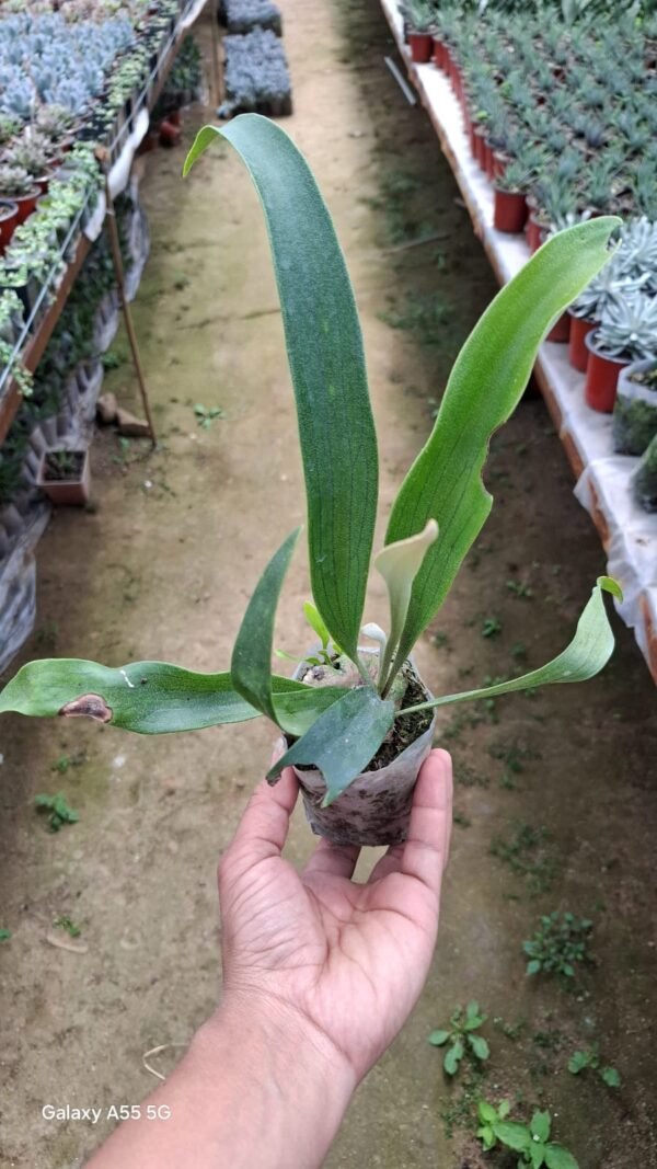 Staghorn fern
