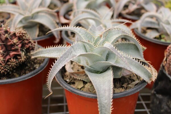 AGAVE DICKYA