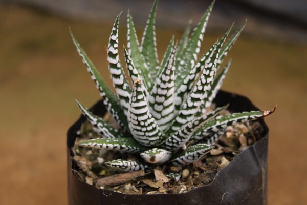 Haworthia super white zebra - Image 2