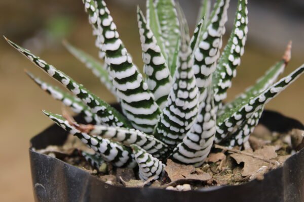 Haworthia super white zebra