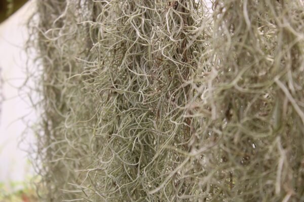Spanish Moss - Image 2