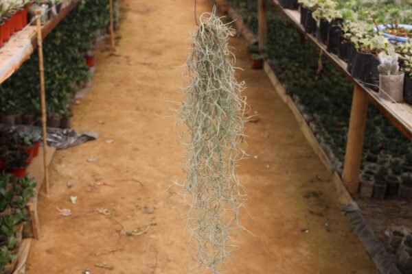 Spanish Moss - Image 3