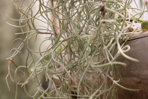 Spanish Moss