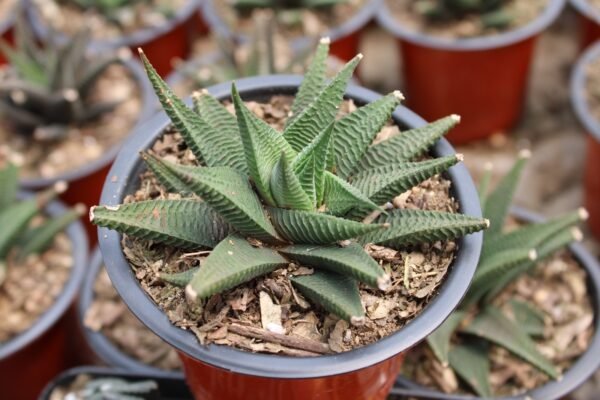 Haworthia Hardy Plant