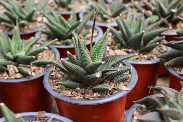 Haworthia Hardy Plant - Image 2