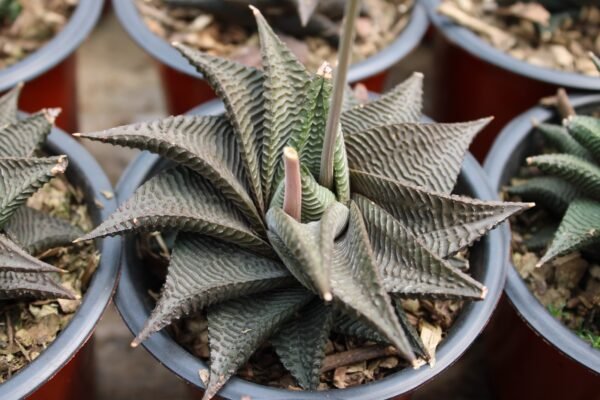 Haworthia Limifolia