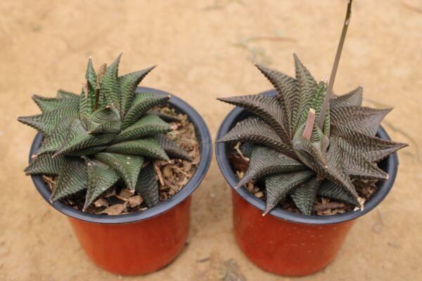 Haworthia Limifolia - Image 2