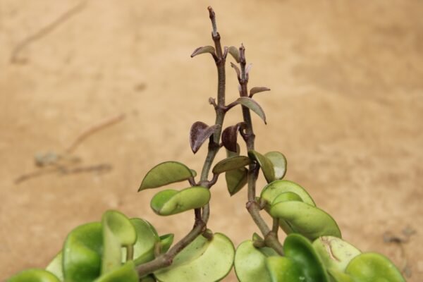 Hindu Rope Hoya - Image 2