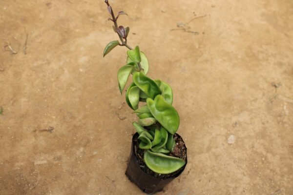 Hindu Rope Hoya