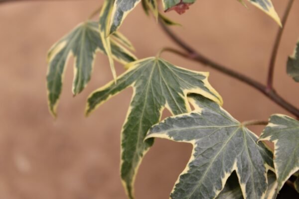 Maple Ivy - Image 2