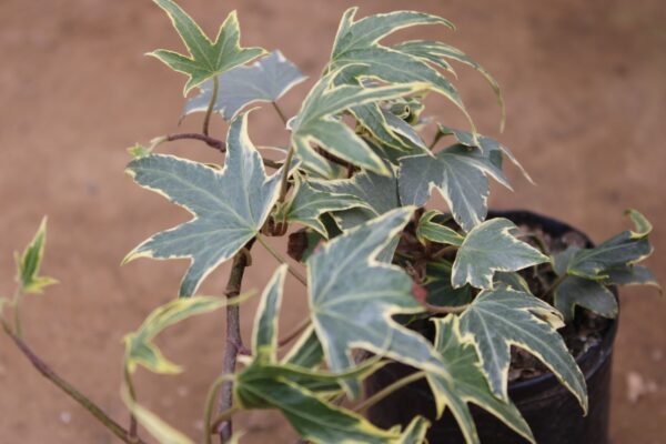 Maple Ivy