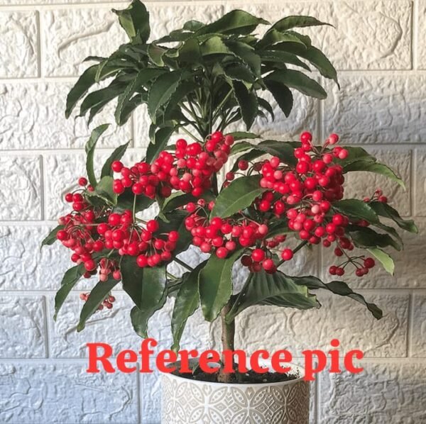 Ardesia plant - Image 2