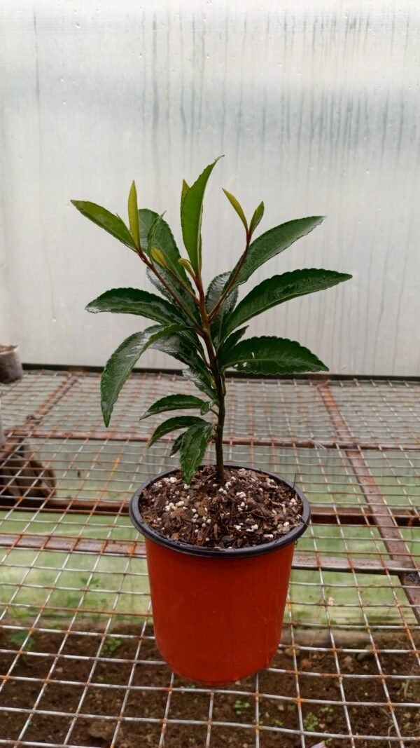 Ardesia plant