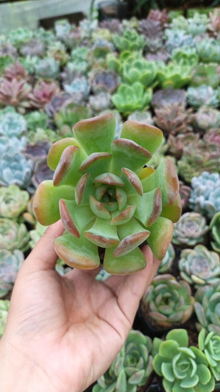 Budget friendly plants