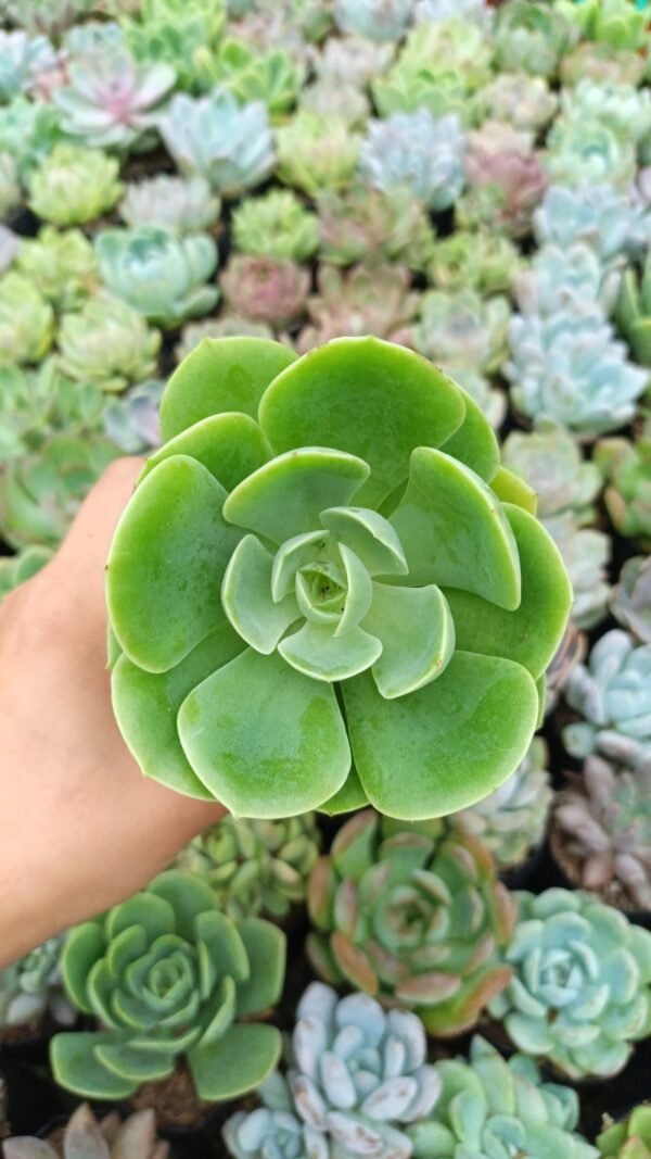 Lemone rose echeveria