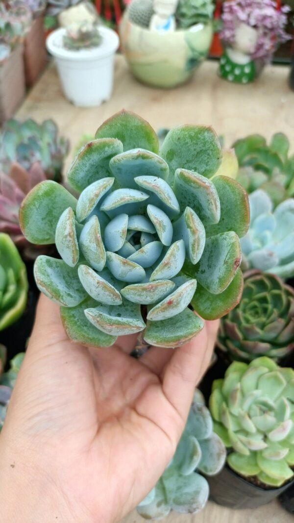 Watermelon echeveria