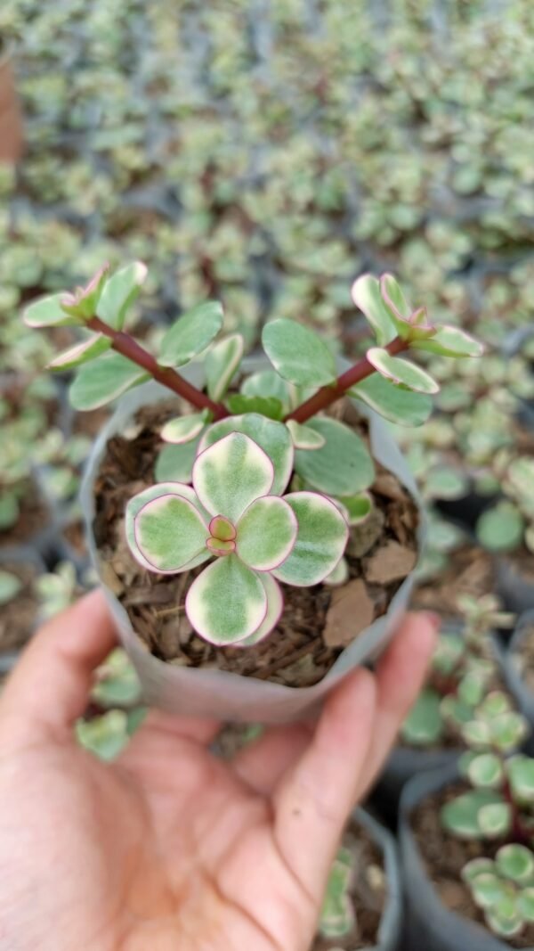Variegated portulacaria afra