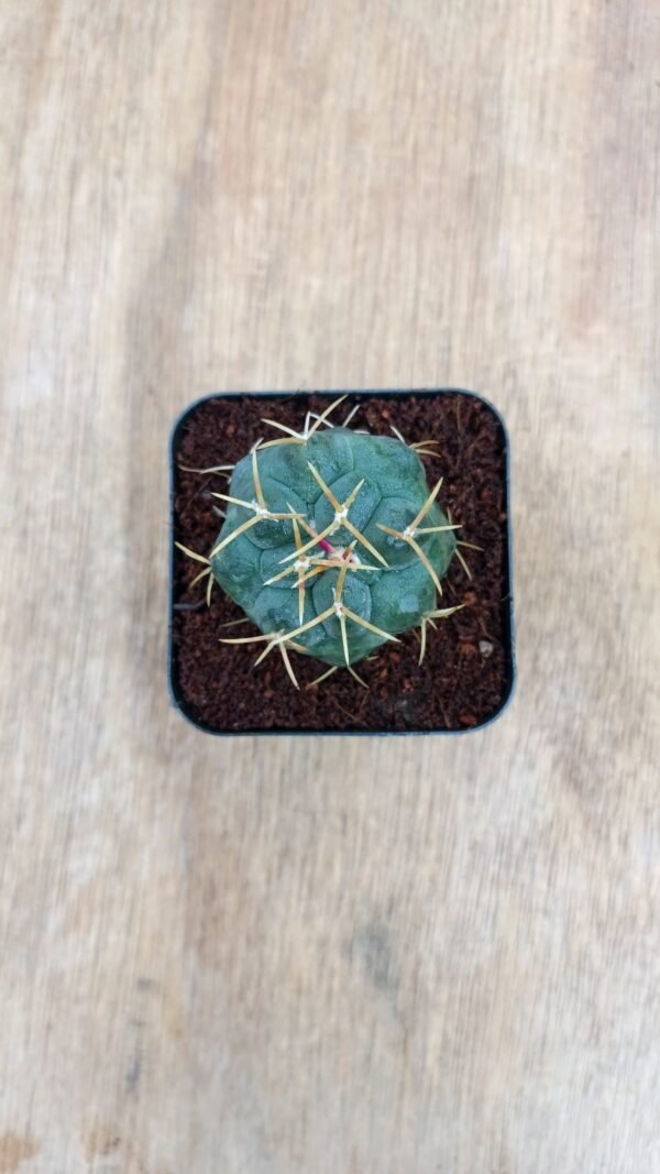 Thelocactus hexaedrophorus - Image 2