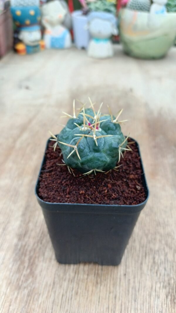 Thelocactus hexaedrophorus