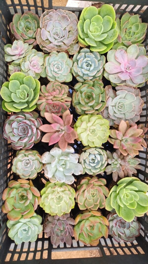 28 mix echeveria combo