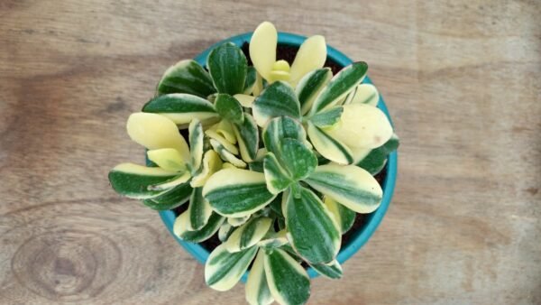 Variegated zade plant