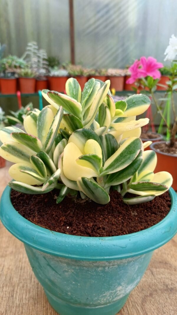 Variegated zade plant - Image 2